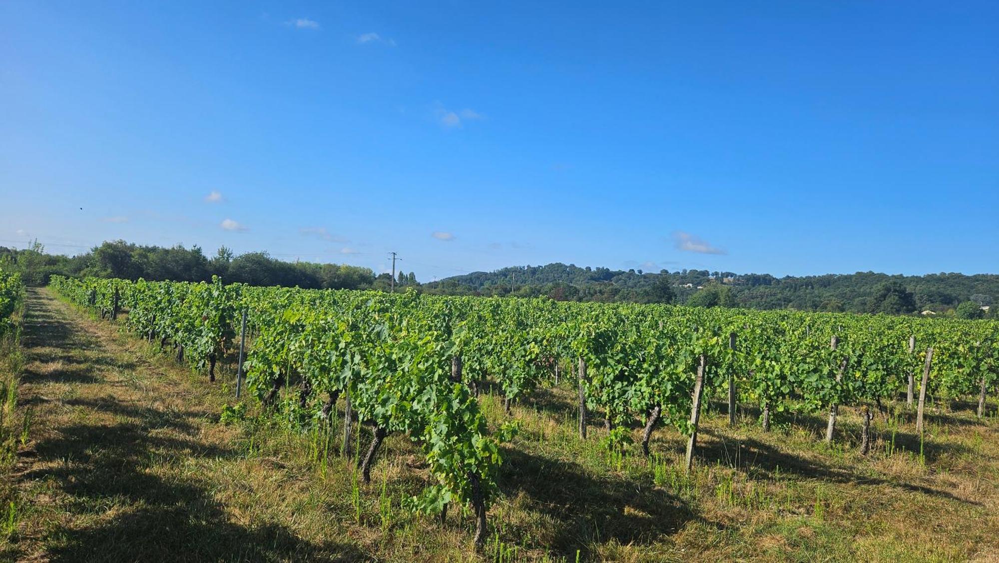 Chambres Et Gites Les Deux Chenes Pres De Bergerac Le Fleix Dış mekan fotoğraf